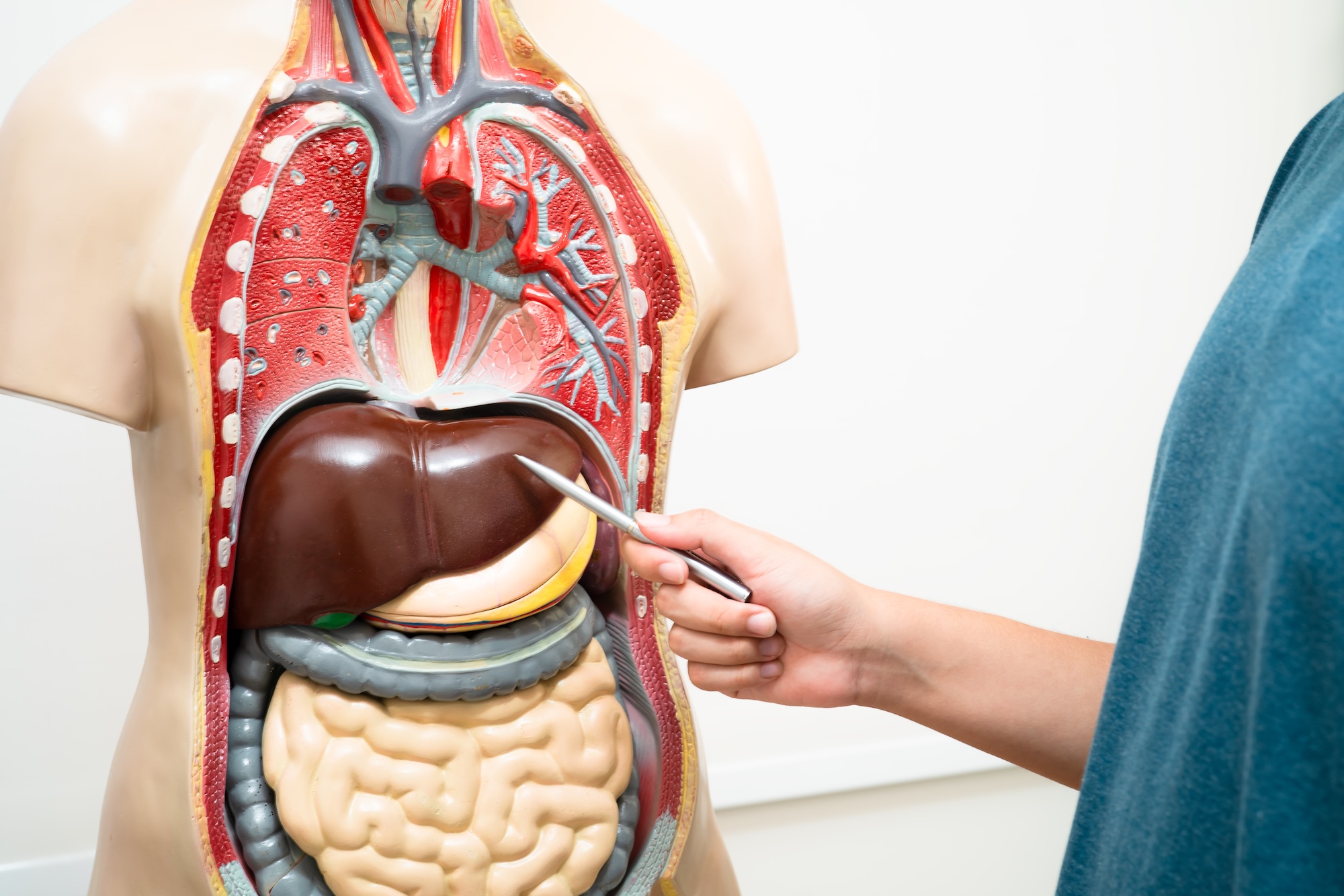 Provider at Exhibit Medical Aesthetics pointing to an anatomical model to show how you can improve your health when using hormone replacement therapy in Denville. 